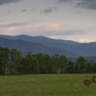 Deer at Cades Cove
